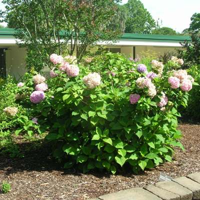 Mophead Hydrangea